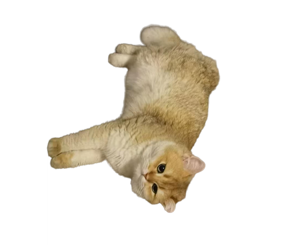 cat dream sticker