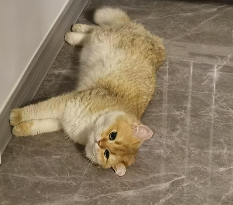 cat-pic