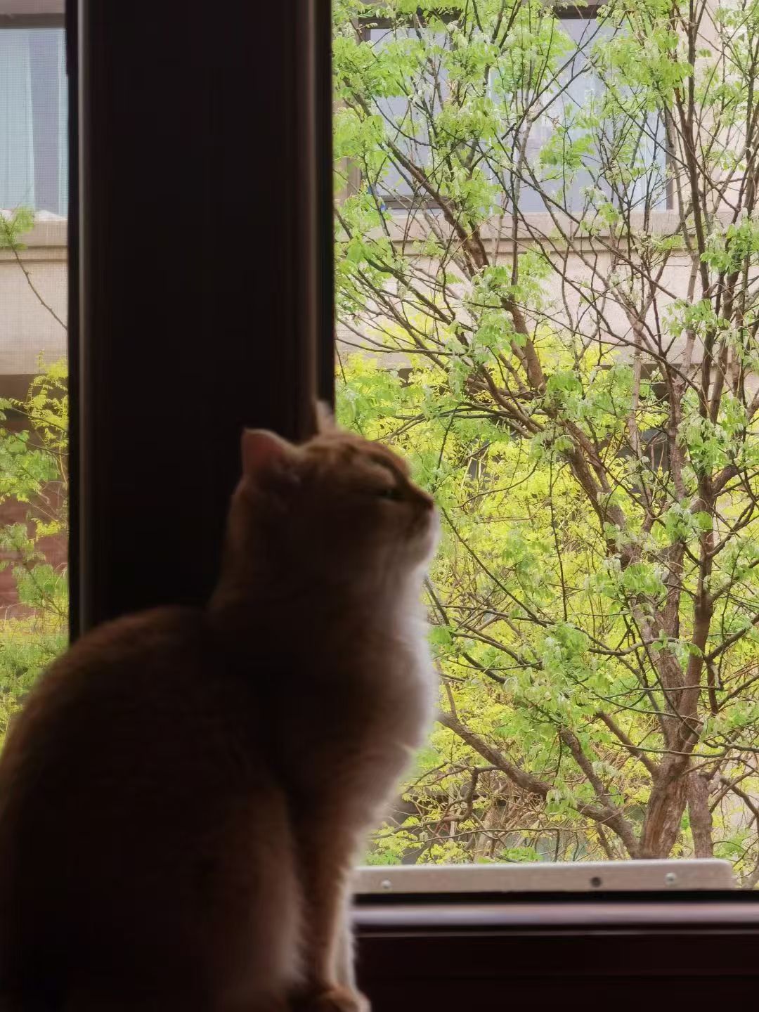 cat-pic