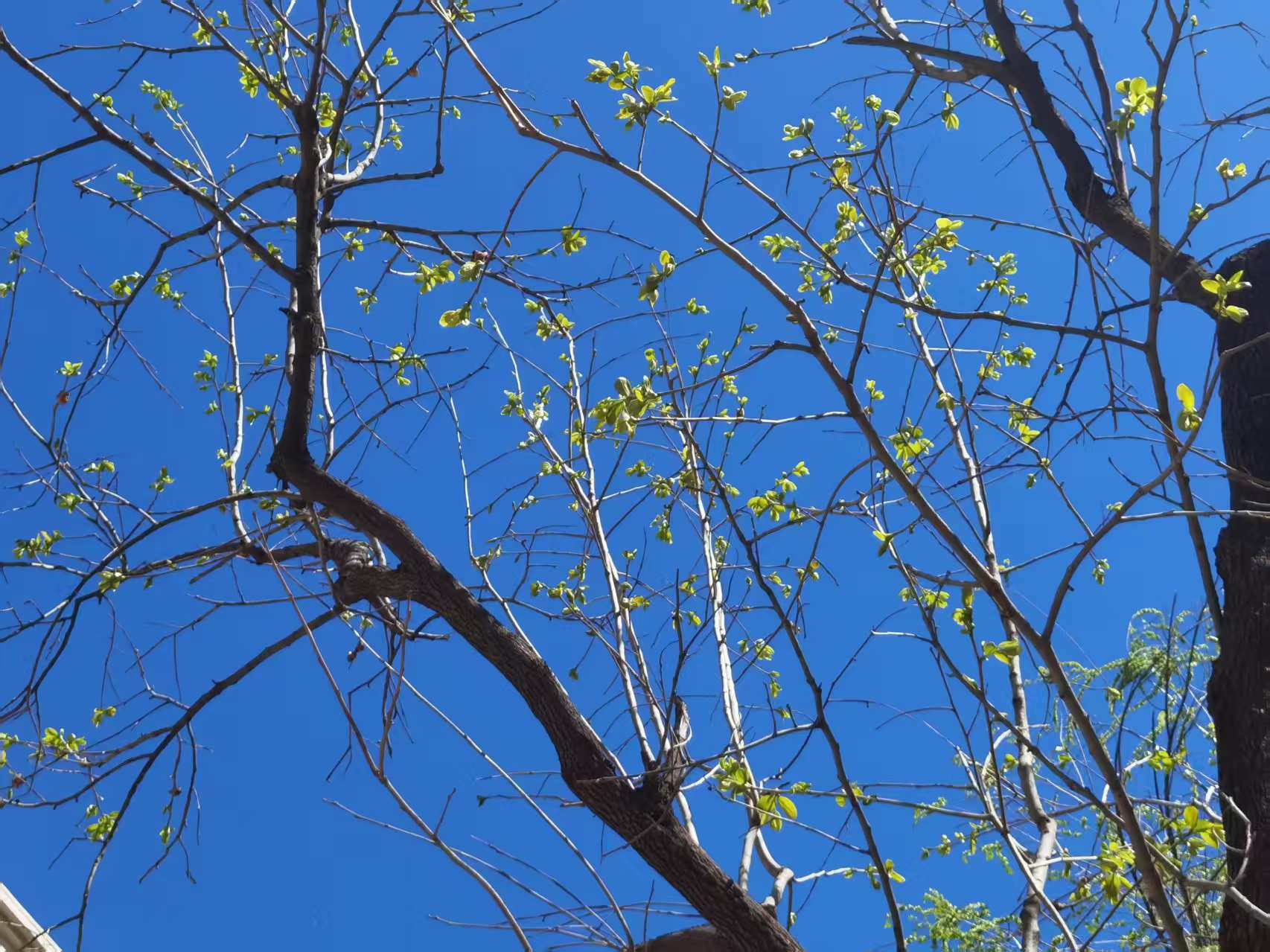 signature-tree