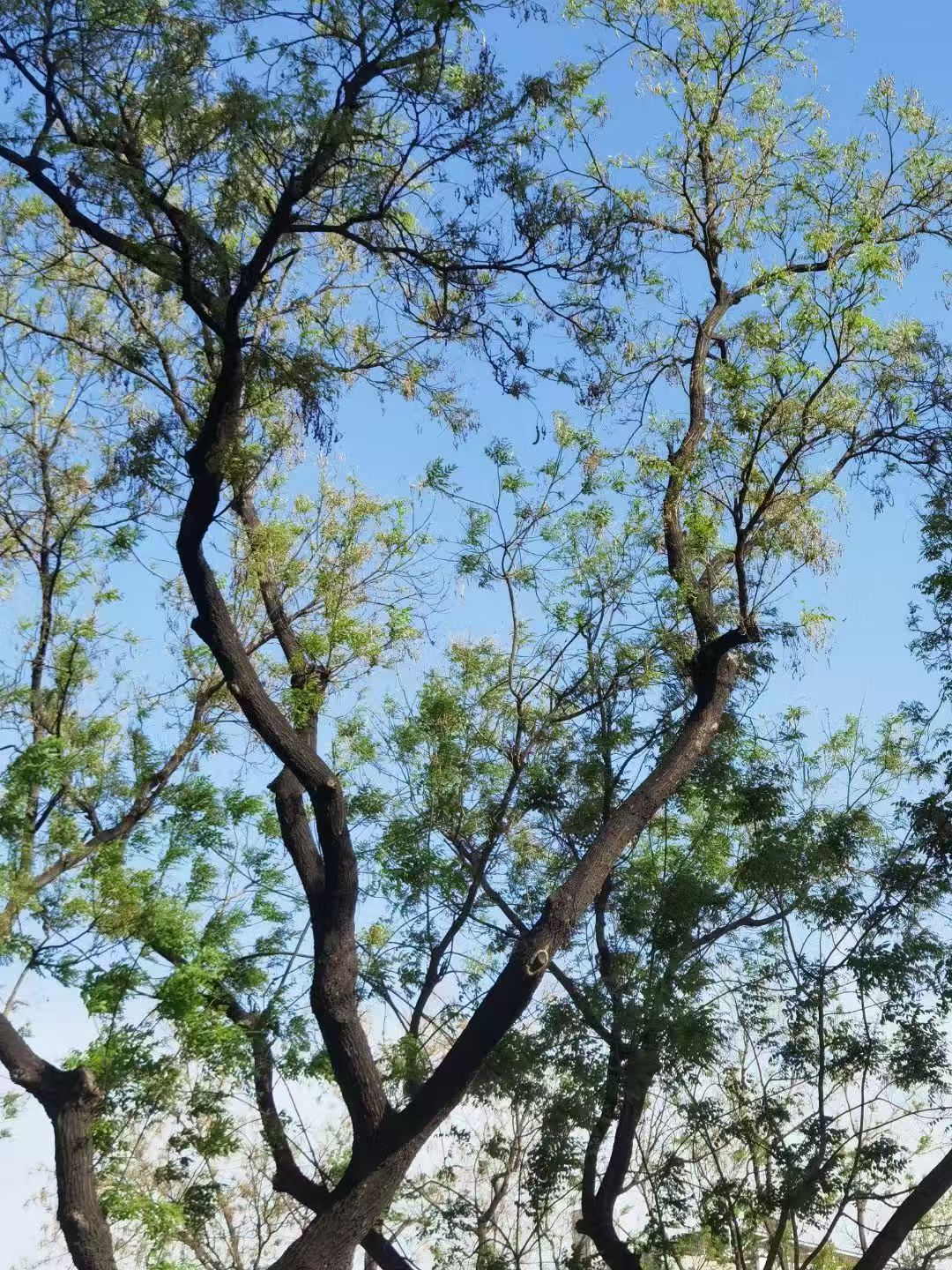 Ziwei Lin signature-tree