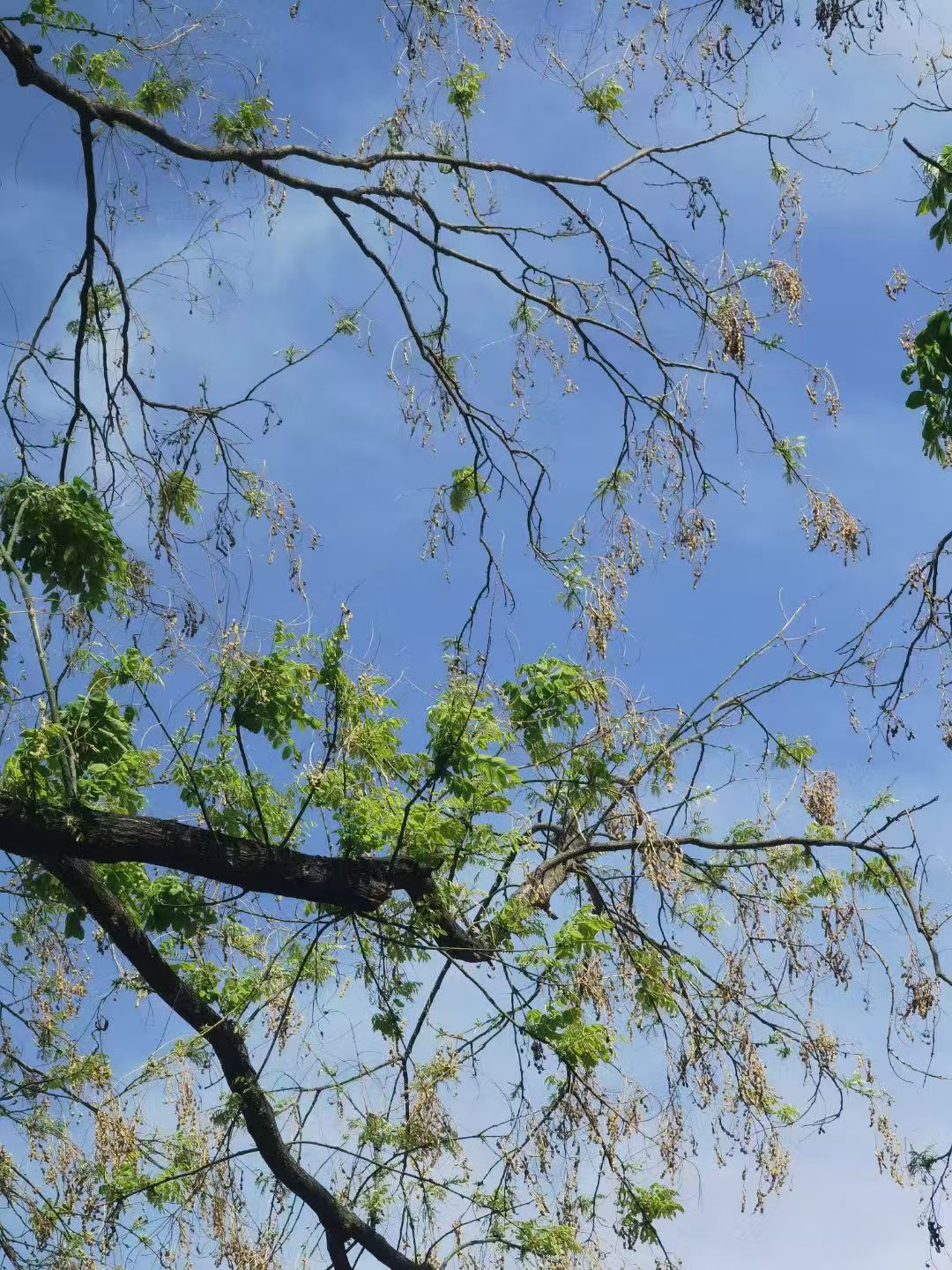 Ziwei Lin tree